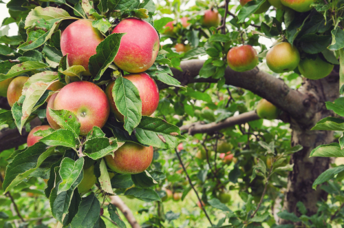 Honeycrisp Apple Trees For Sale at Ty Ty Nursery