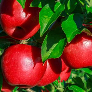 Honeycrisp Apple Tree