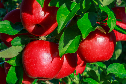 Fresh Honeycrisp Apple, Each