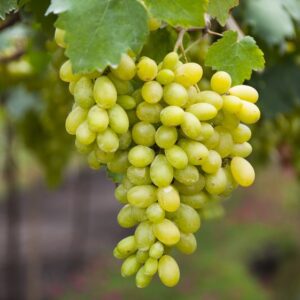 Hope Bunch Grape. Seedless. High yields. Vines can produce from 35-50 pounds per vine. Grapes have outstanding fruity flavor. Harvest mid August. Zones 5-8.