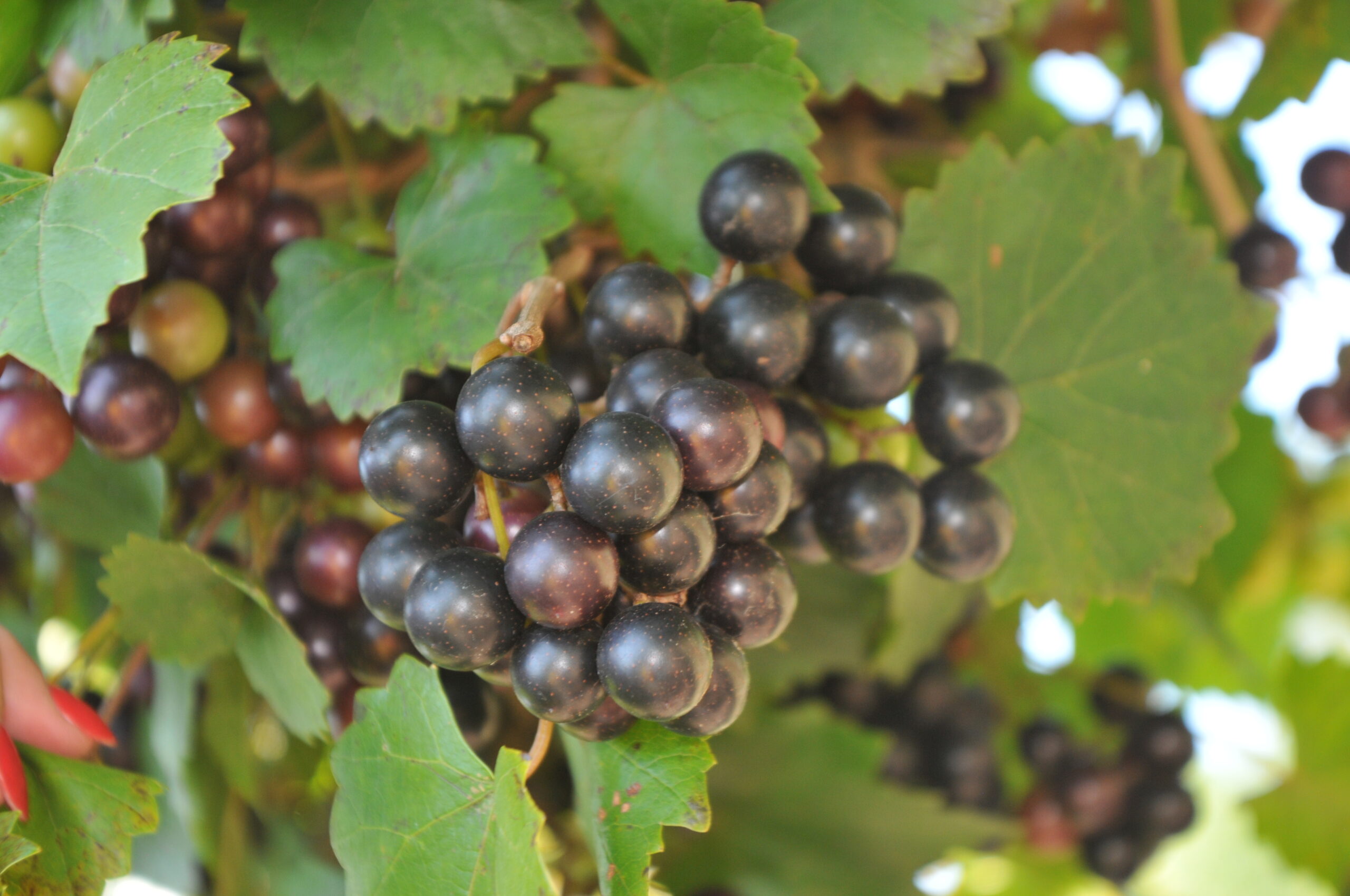 Noble Musadine. Self-fertile, Great for red wine. Medium size. Ripens mid-season.