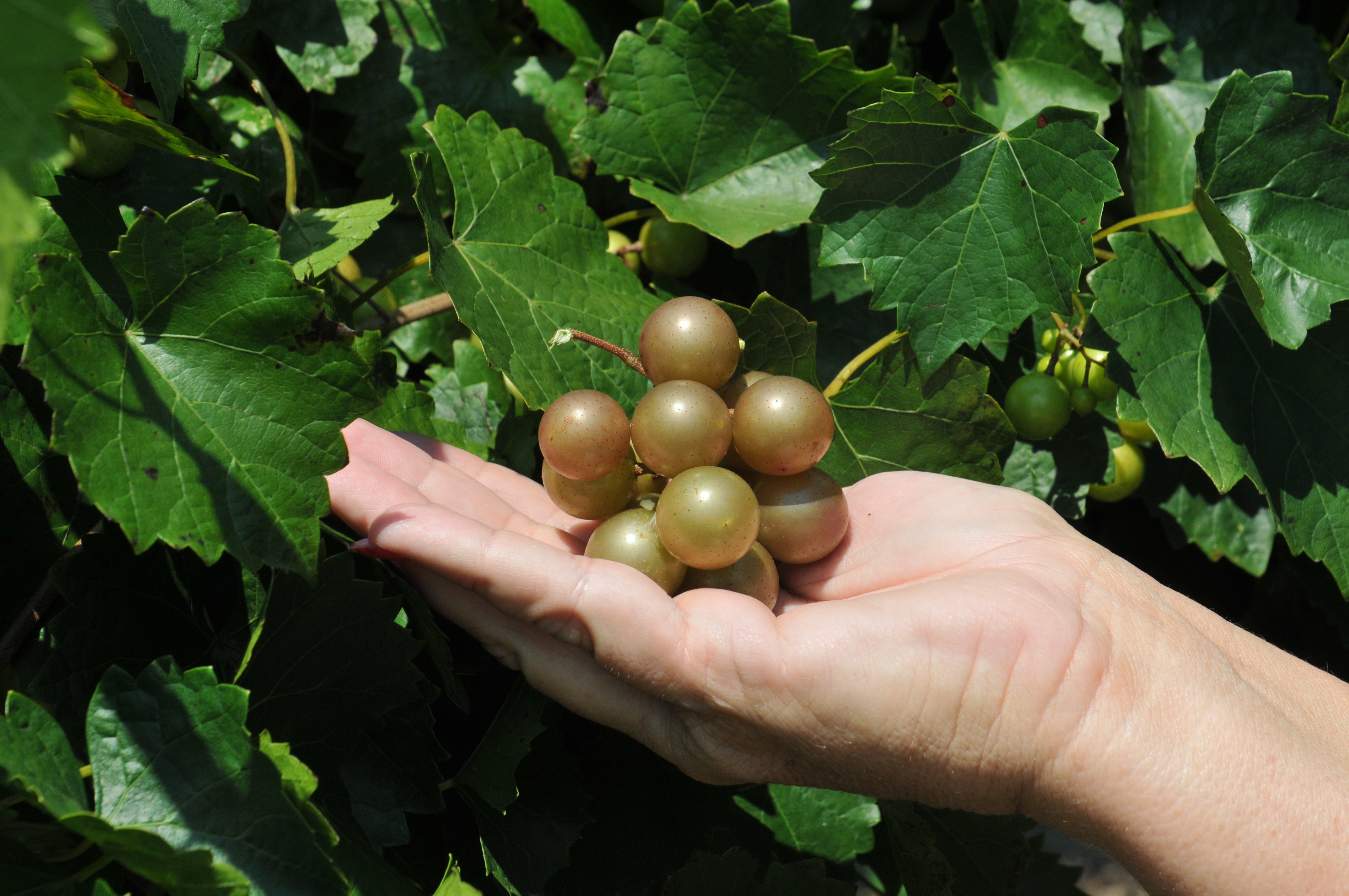 Scuppernong Muscadine | Ison's Nursery & Vineyard