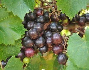 Ison Muscadine