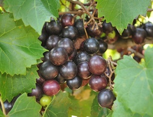 The Ison muscadine has an explosive muscadine flavor.