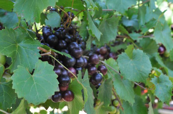 Ison muscadine on the vine.