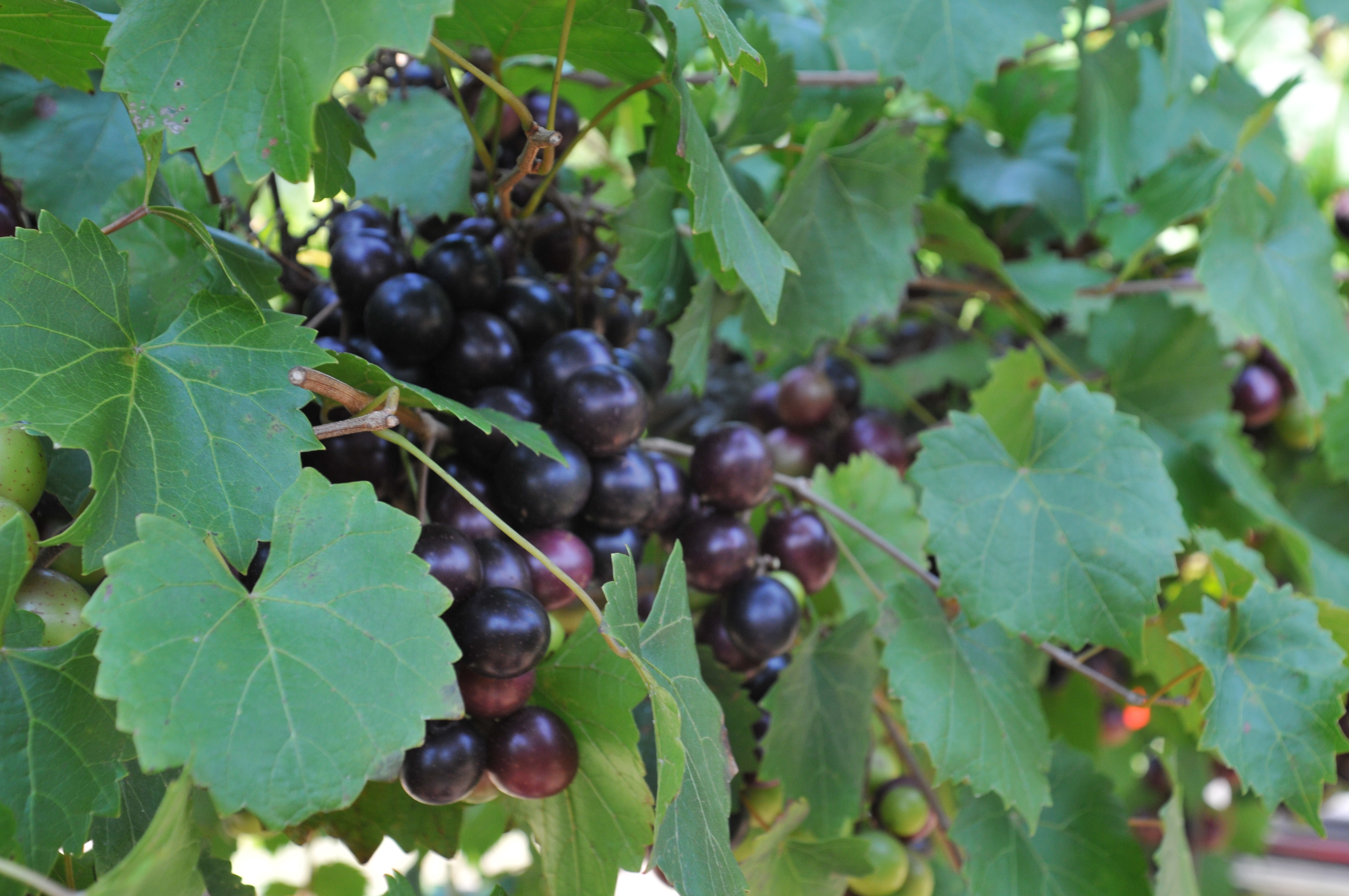 https://www.isons.com/wp-content/uploads/2016/10/Ison-muscadine-on-the-vine.jpg