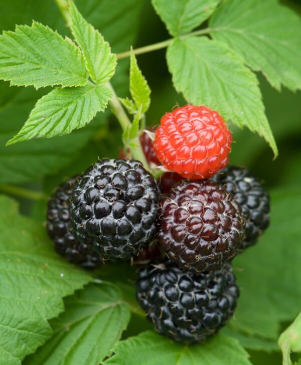 Jewel Raspberry. Largest and most popular black raspberry. High yields of superb berries. Winter hardy. Zones 5-8.