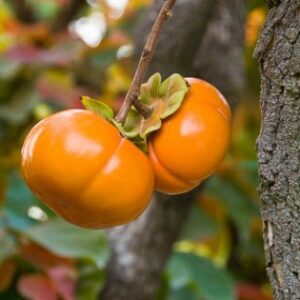 I/O Persimmon Trees