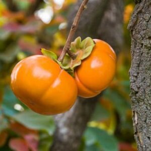 Persimmons