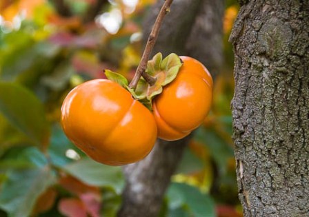 Persimmon Tree