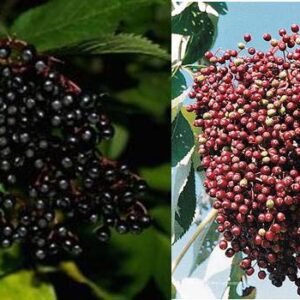 Elderberry. Sold as a pair. John and Adams. Ripens in August. Zones 3.