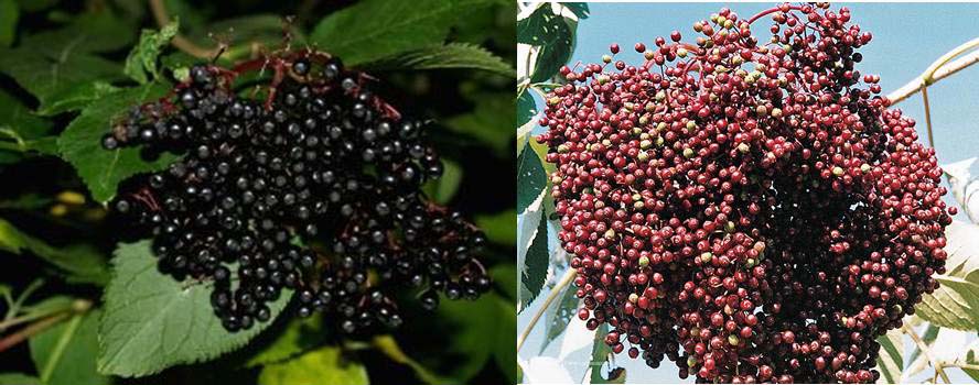 Elderberry. Sold as a pair. John and Adams. Ripens in August. Zones 3.