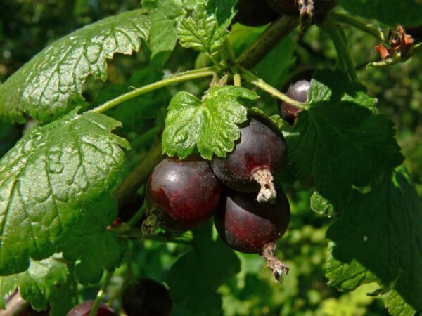 Jostaerry. A cross between a black current and a gooseberry. Flavorful sweet berries. Ripens early July. Upright . Mature height 4-5'. Zones 3-8