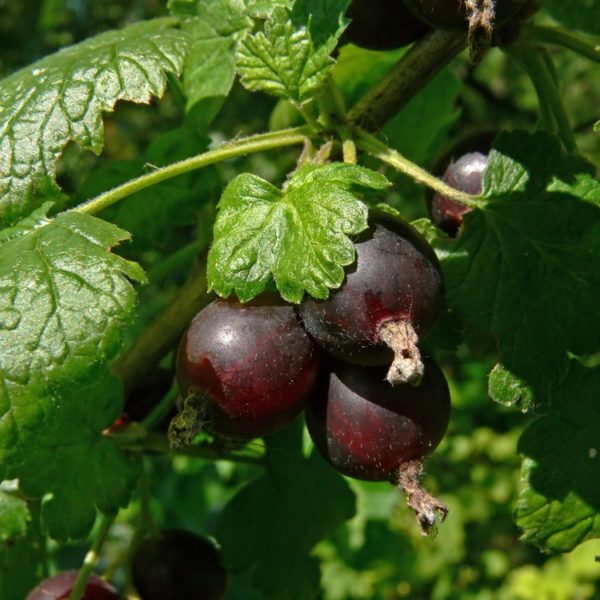 Jostaberry Ison's Nursery & Vineyard