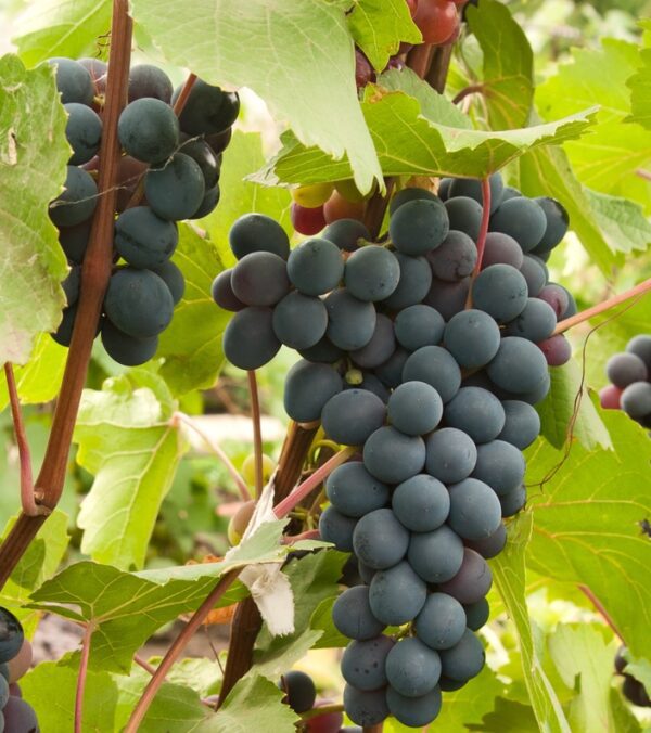 Joy Bunch Grape. Seedless. Medium size. Ripens early season. Large cluster with sweet grapes. High yields. Zones 6-8.