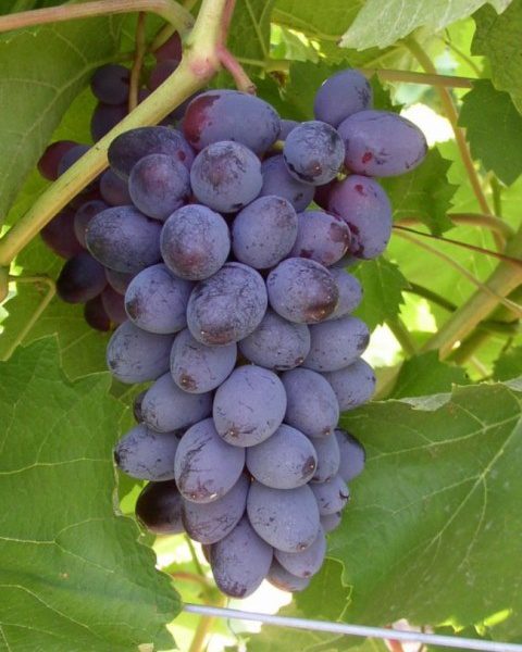 Jupiter Bunch Grape. Seedless. Large grapes on medium to large clusters, Muscat flavor. Zones 5-8