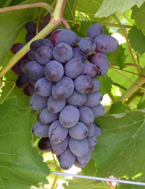 Princess Seedless Grape  Grape Vines From Paradise Nursery