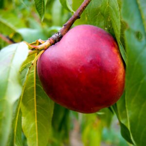 Nectarine Trees