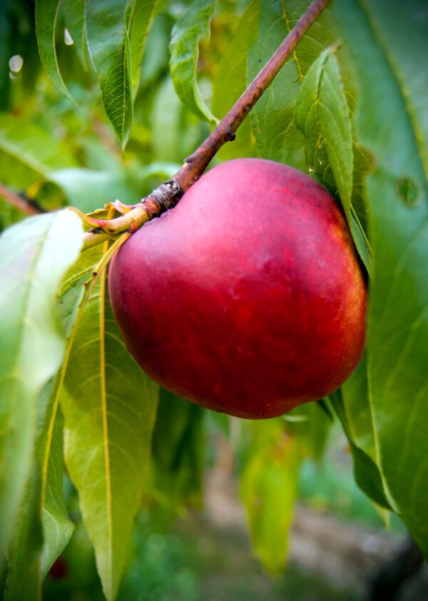 Nectarine Trees