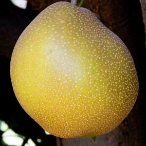Korean Giant  Asian Pear Tree