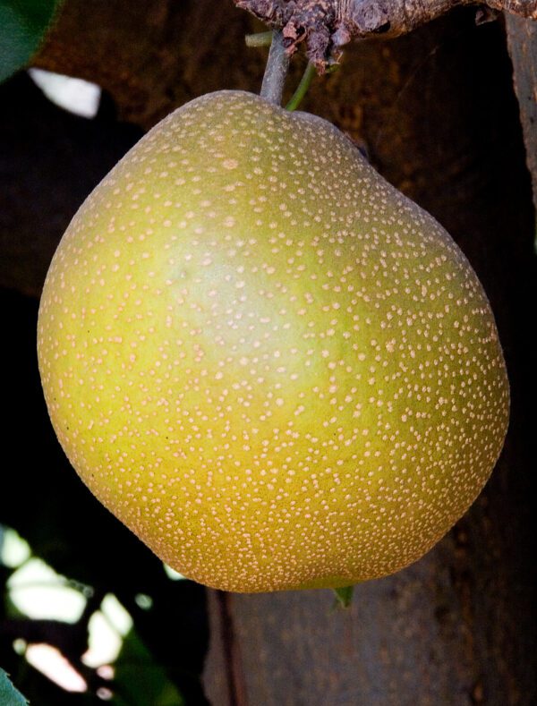 Korean Giant Asian Pear.  Very large golden brown fruit that weights up to 1lb. Excellent, crisp flavor. Juicy flesh with high sugar content. Ripens late Oct. Zones 5-9.