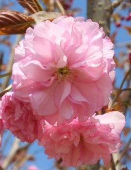 Flowering Kwanzan Cherry. Most popular ornamental cherry. Tree grows to about 25'. New growth is reddish copper turning to green. A wonderful addition to your landscape.