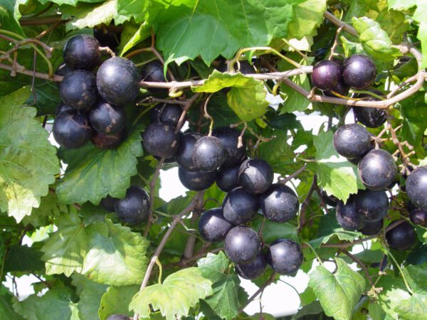 Lane muscadine on the vine.