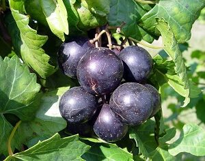 Lane Muscadine