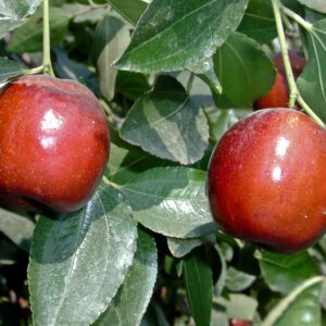 Li Jujube Tree. The number one seller. 1½ inches long, round-plump. Ripens: Fall, mid season, 150 chill hours. Zones 5-10.