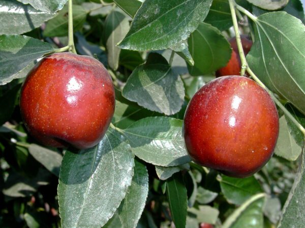Li Jujube Tree. The number one seller. 1½ inches long, round-plump. Ripens: Fall, mid season, 150 chill hours. Zones 5-10.