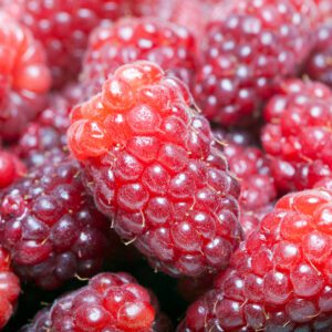 Loganberry Plant