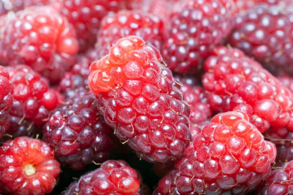 Loganberry. A cross between blackberries and raspberries. Thorn-less and easy to grow. Heat tolerant. Ripens in June. Zones 6-10.