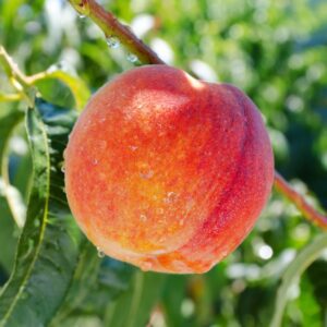 I/O Peach Trees