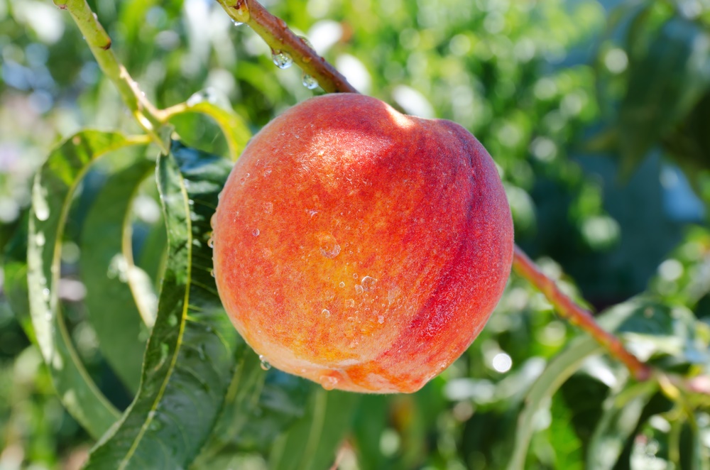 Peach Tree