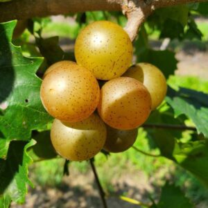 Magnolia Muscadine