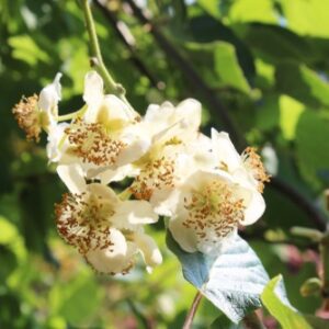 Male Hardy Kiwi Plant