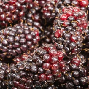 Marionberry Plant