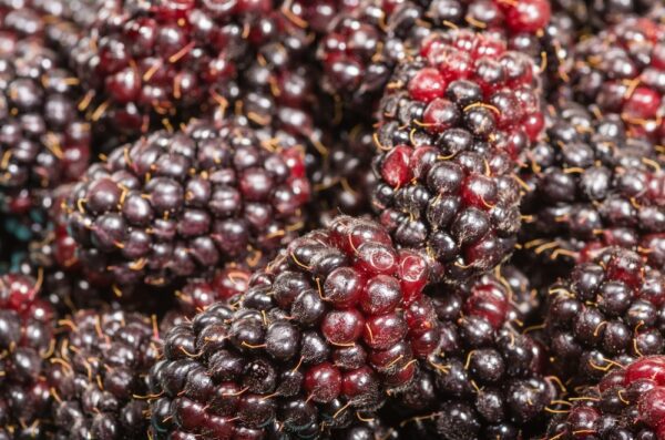 Marionberry is a cross between wild blackberries and boysenberries. Large berries with a sweet/tart taste. Trailing growth habit.  Ripens in late July.  Zones 6-9.