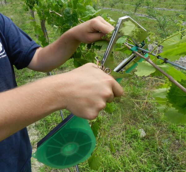 Max tapener in vineyard_James_5.30 (16)