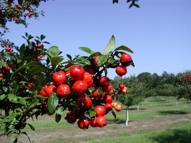 mayhaw texas tree trees read nursery ison fruits