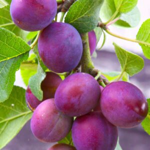 Methley Plum Tree. A favorite pollinator. The plum tree has fruit that is medium to large and has purplish skin with amber tinged flesh. This plum tree has excellent quality. It's juicy with a sweet mild flavor. Ripens early June. 250 chill hours. Zones 5-9.