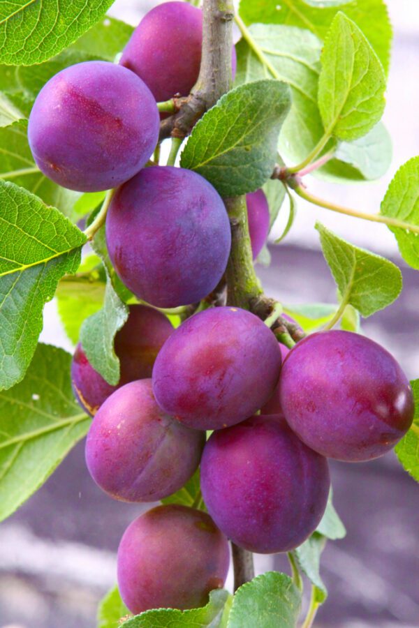 Methley Plum Tree. A favorite pollinator. The plum tree has fruit that is medium to large and has purplish skin with amber tinged flesh. This plum tree has excellent quality. It's juicy with a sweet mild flavor. Ripens early June. 250 chill hours. Zones 5-9.