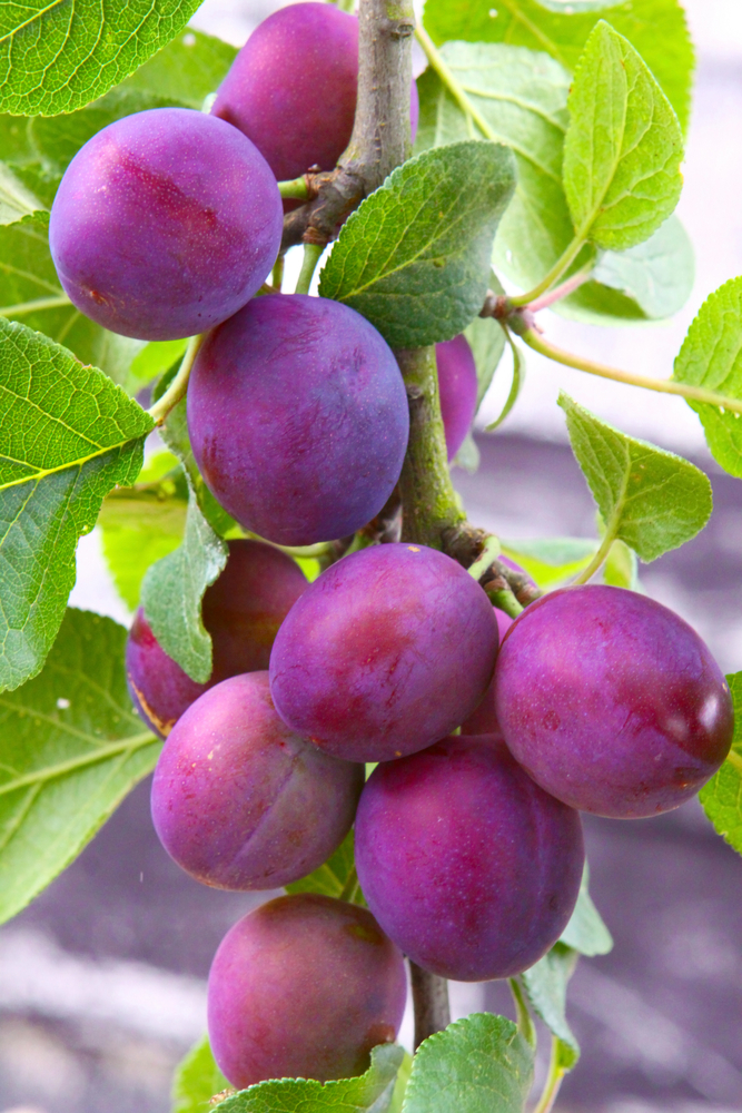 Methley Plum Tree. A favorite pollinator. The plum tree has fruit that is medium to large and has purplish skin with amber tinged flesh. This plum tree has excellent quality. It's juicy with a sweet mild flavor. Ripens early June. 250 chill hours. Zones 5-9.