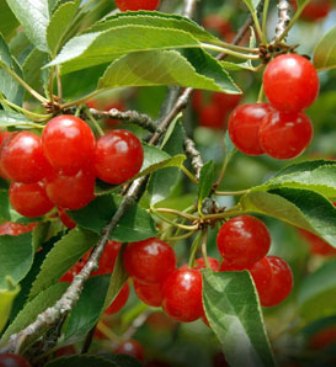 Montmorency Cherry Tree. Self fertile. The standard cherry for pies. Fruit is very large, bright red with firm yellow flesh. Flavor is tart and tangy. Ripens late June. Zones 5-8.
