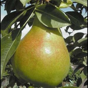 Moonglow Pear Tree. Medium to large pears. Mildly juicy, soft flesh. Ripens early Aug to mid Sept. Requires pollination. 700 chill hours. Zones 5-8.