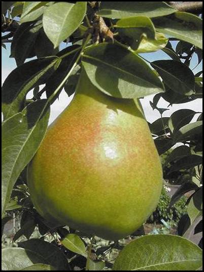 Moonglow Pear Tree. Medium to large pears. Mildly juicy, soft flesh. Ripens early Aug to mid Sept. Requires pollination. 700 chill hours. Zones 5-8.