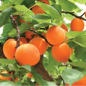 Moorpark Apricot Tree