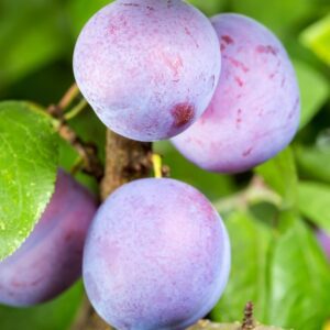 Morris Plum Tree. large fruit with a reddish skin over red flesh. The Morris plum is a fast growing tree with excellent quality. Great for cooking as well as fresh eating. 650 chill hours. Zones 5-9.