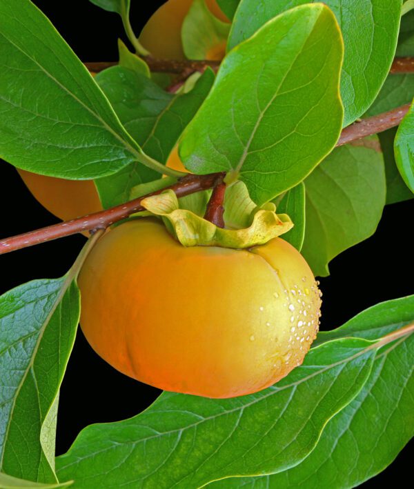Motsomato Persimmon Tree. Non astringent. Ripens late Sept. Excellent variety. Zones 8-10.