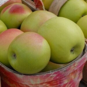 Mutsu Apple Tree